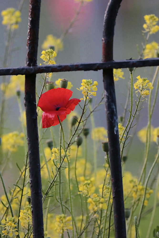 Gabriela Hamza - Odd One Out