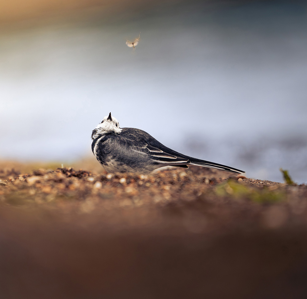 Eyes on the Prize - Kiran Simpson