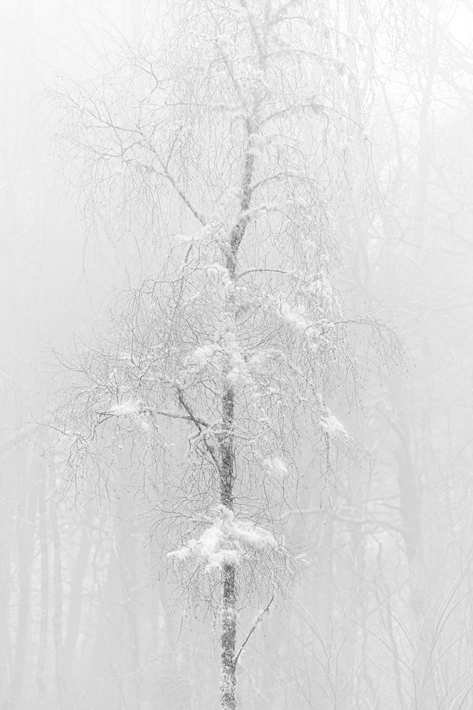 Duncan McNaught - Birch in the Mist 