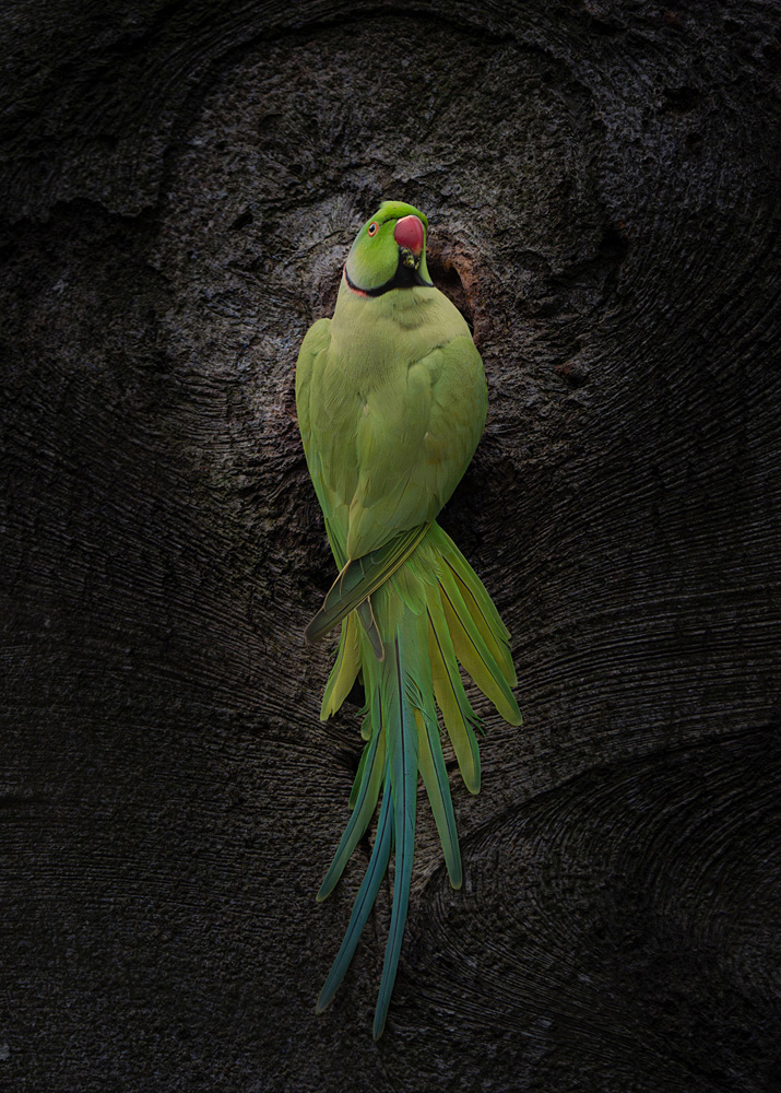 Libby Penman - Glasgow Parakeet