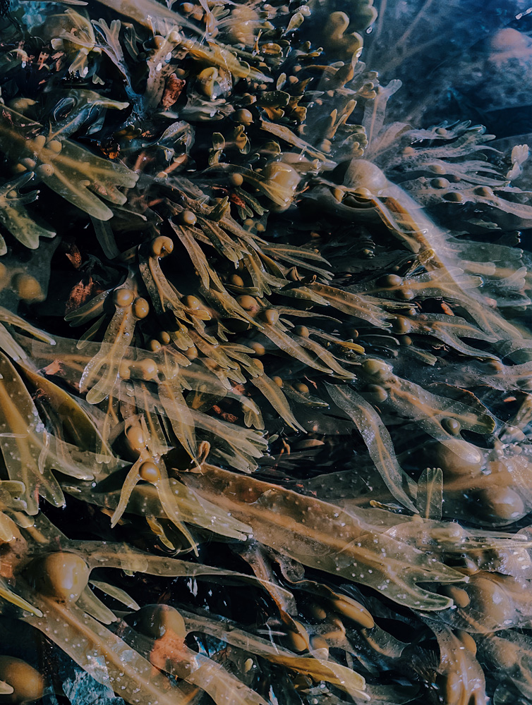 Alona Petliarska - The Liminal Shore Portfolio