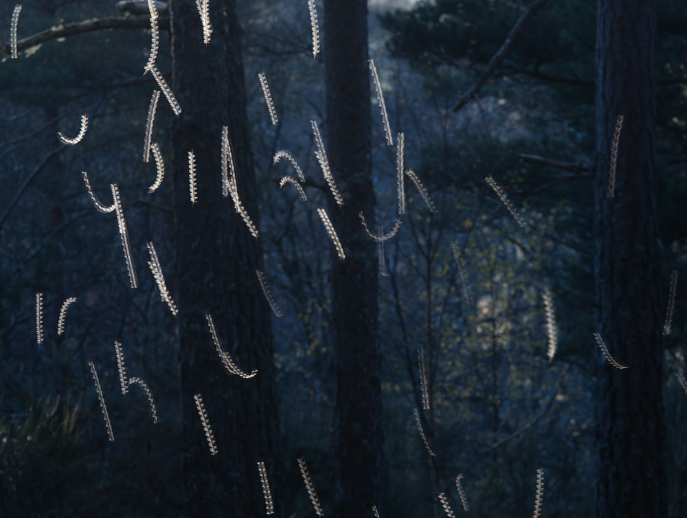 Toby Houlton  - Dance of the Gnats