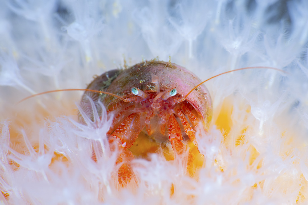 Malcolm Nimmo - Hermit Crab Portrait